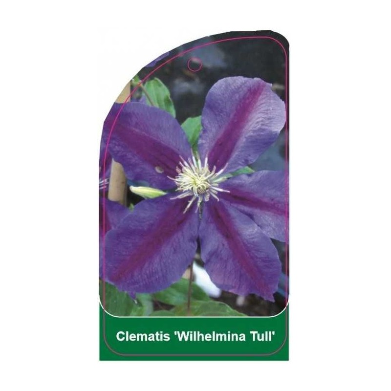 clematis-wilhelmina-tull-b0