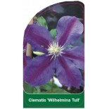 clematis-wilhelmina-tull-b0