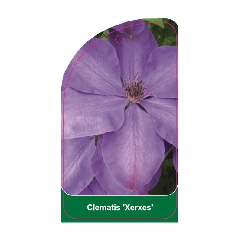 clematis-xerxes-b0