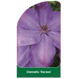 clematis-xerxes-b0