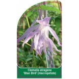 clematis-atragene-blue-bird-macropetala0