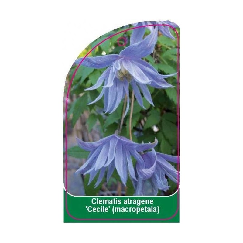 clematis-atragene-cecile-macropetala-a0