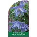 clematis-atragene-cecile-macropetala-a0