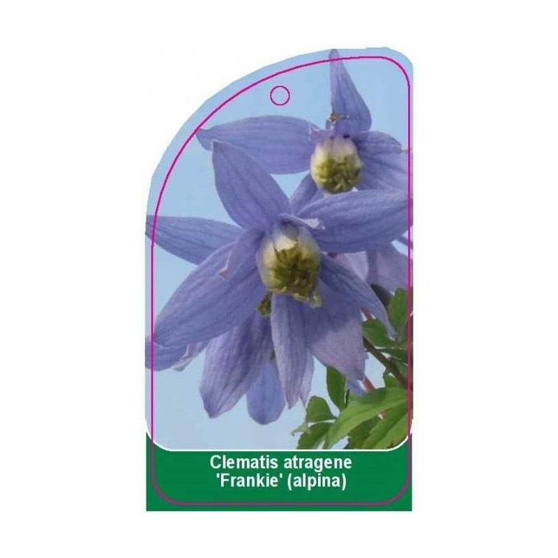 clematis-atragene-frankie-alpina0