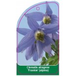 clematis-atragene-frankie-alpina0