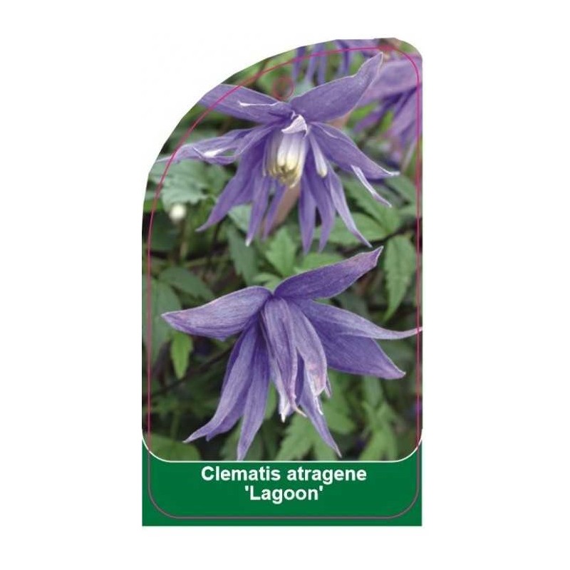 clematis-atragene-lagoon-b0