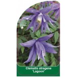 clematis-atragene-lagoon-b0