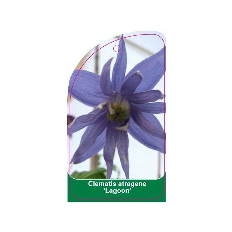 clematis-atragene-lagoon-c0