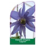 clematis-atragene-lagoon-c0