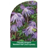 clematis-atragene-maidwell-hall-macropetala-b0