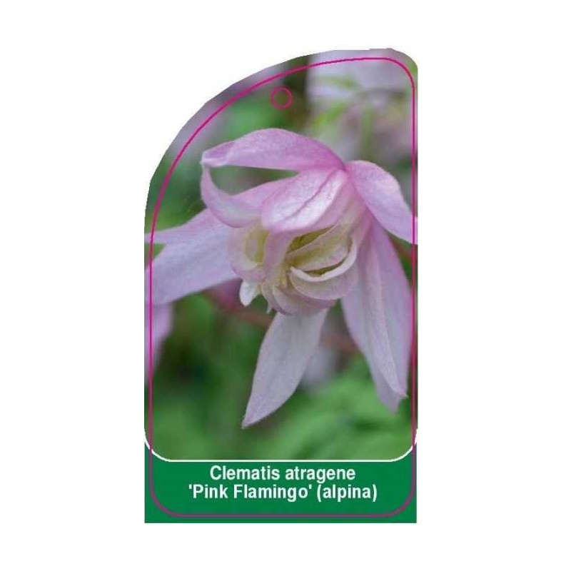 clematis-atragene-pink-flamingo-alpina-a0