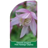 clematis-atragene-pink-flamingo-alpina-a0