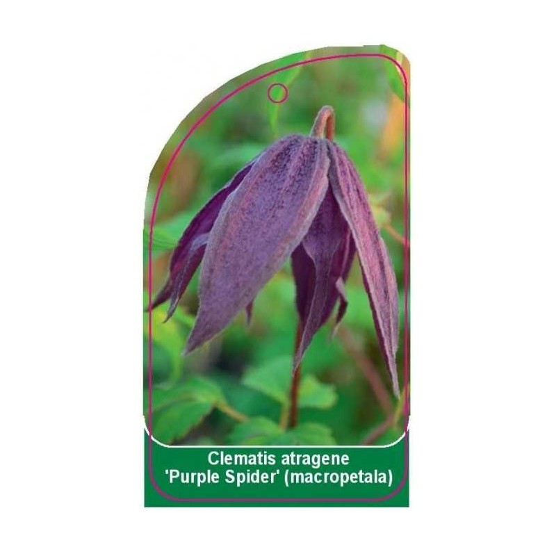 clematis-atragene-purple-spider-macropetala0