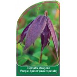 clematis-atragene-purple-spider-macropetala0