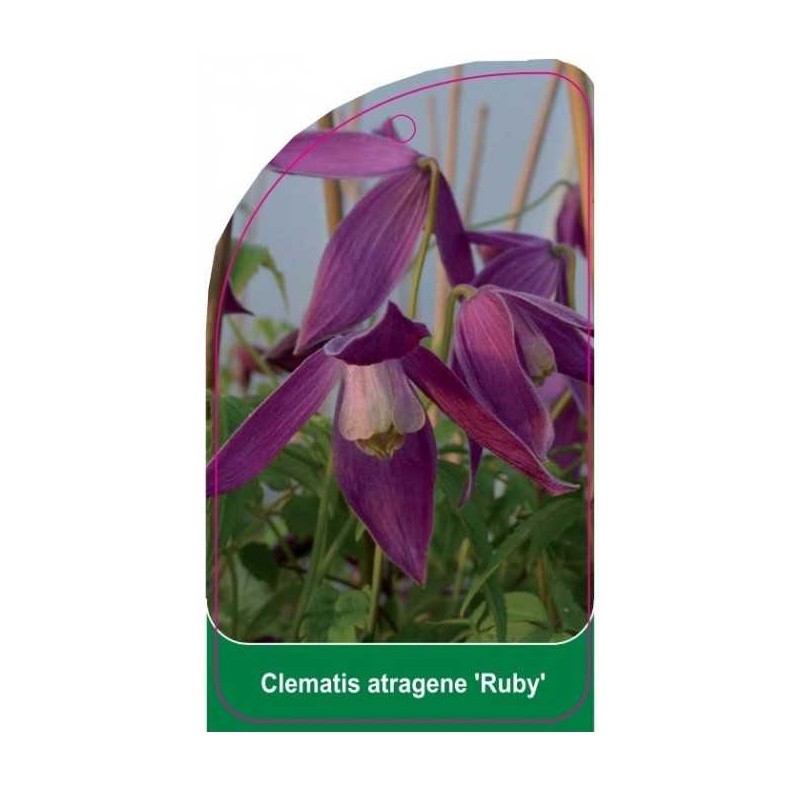 clematis-atragene-ruby-b0