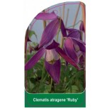 clematis-atragene-ruby-b0