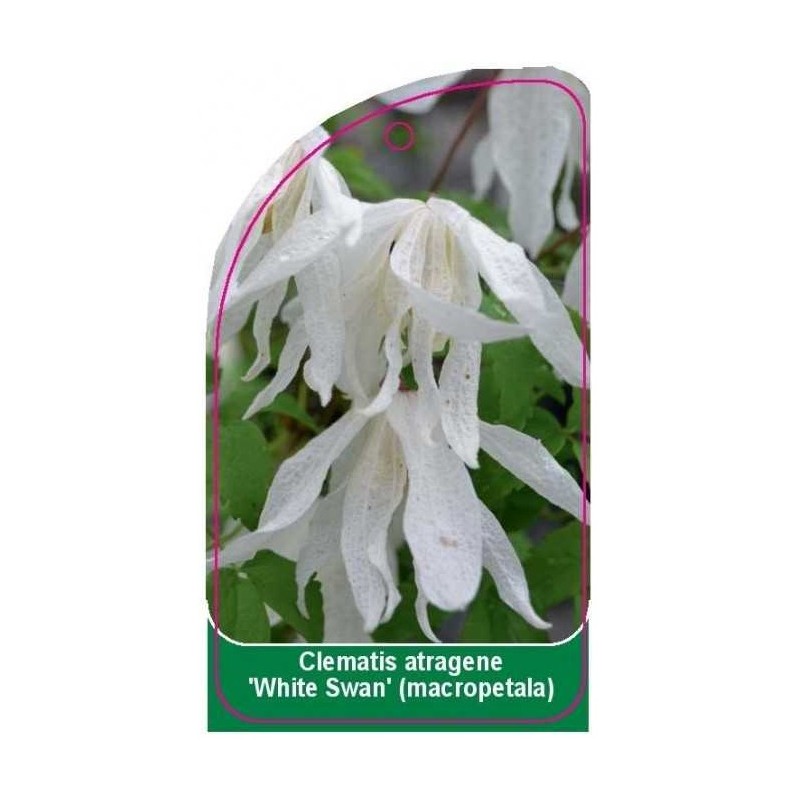 clematis-atragene-white-swan-0