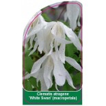 clematis-atragene-white-swan-0