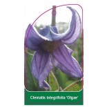 clematis-integrifolia-olgae-0