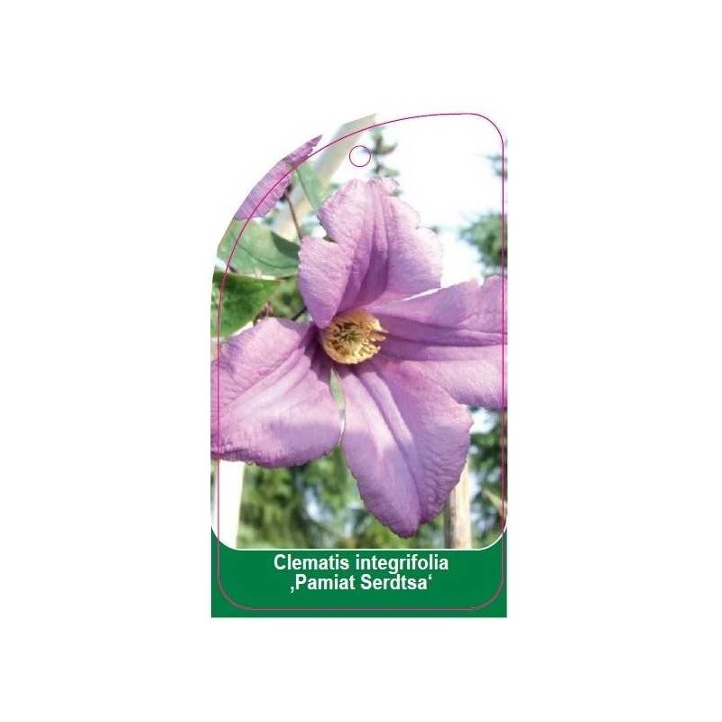 clematis-integrifolia-pamiat-serdtsa-b0