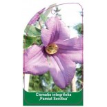 clematis-integrifolia-pamiat-serdtsa-b0