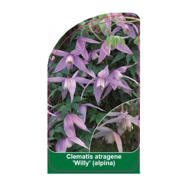 clematis-atragene-willy-aplina-b0