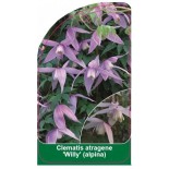 clematis-atragene-willy-aplina-b0