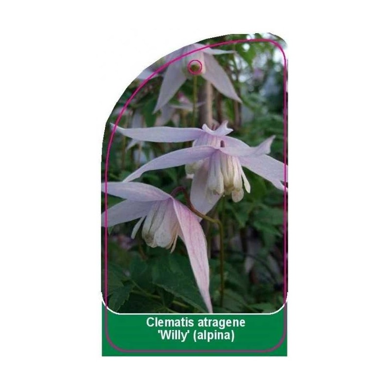 clematis-atragene-willy-a0