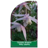 clematis-atragene-willy-a0