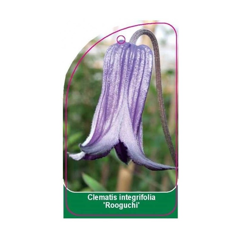 clematis-integrifolia-rooguchi-0