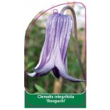 clematis-integrifolia-rooguchi-0