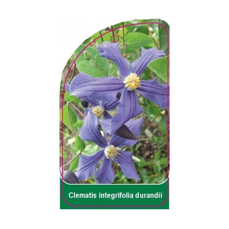 clematis-integrifolia-durandii0