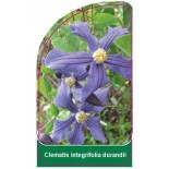 clematis-integrifolia-durandii0