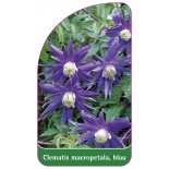 clematis-macropetala-blau0