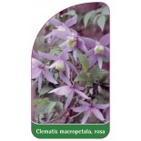 clematis-macropetala-rosa0