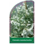 clematis-manduschurika0