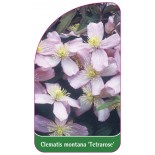 clematis-montana-tetrarose-0