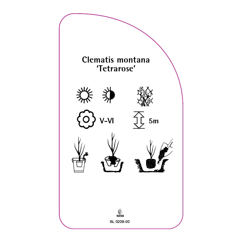 clematis-montana-tetrarose-1