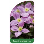 clematis-montana-rosa0