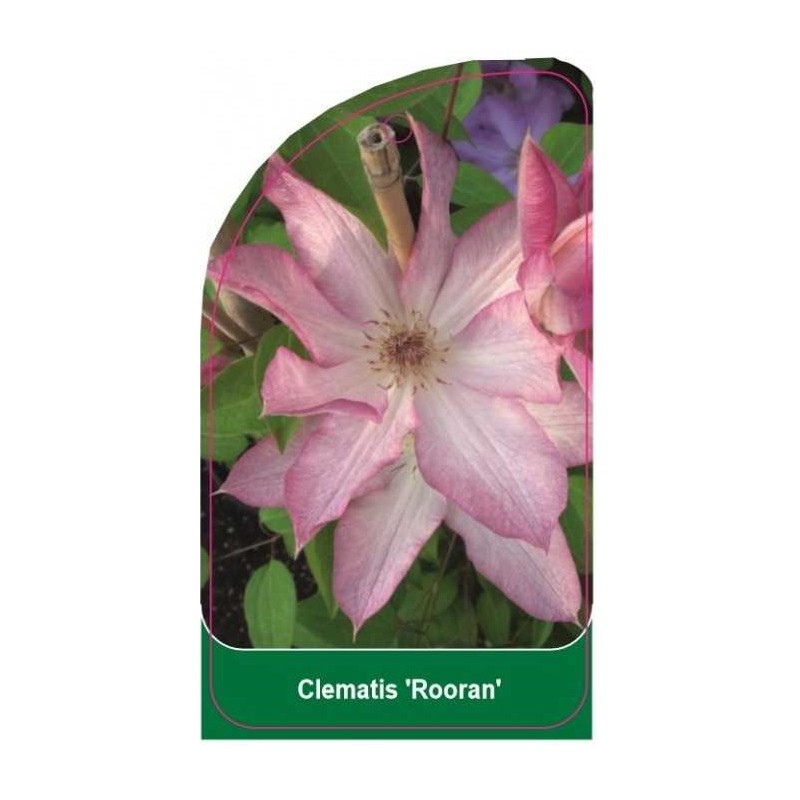 clematis-rooran-b0