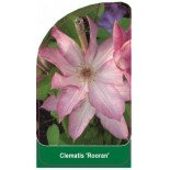 clematis-rooran-b0