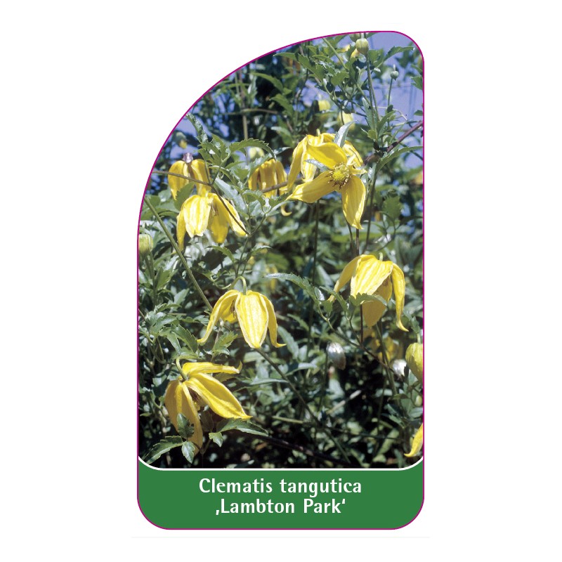 clematis-tangutica-lambton-park-0