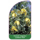 clematis-tangutica-lambton-park-0