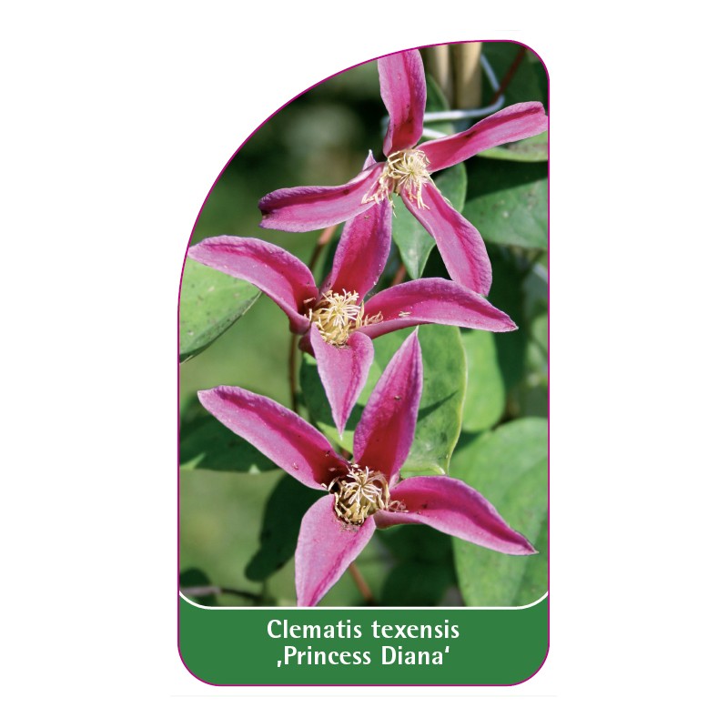 clematis-texensis-princess-diana-a0