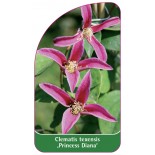 clematis-texensis-princess-diana-a0