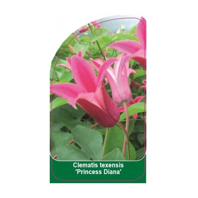 clematis-texensis-princess-diana-b0