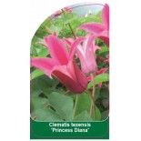 clematis-texensis-princess-diana-b0