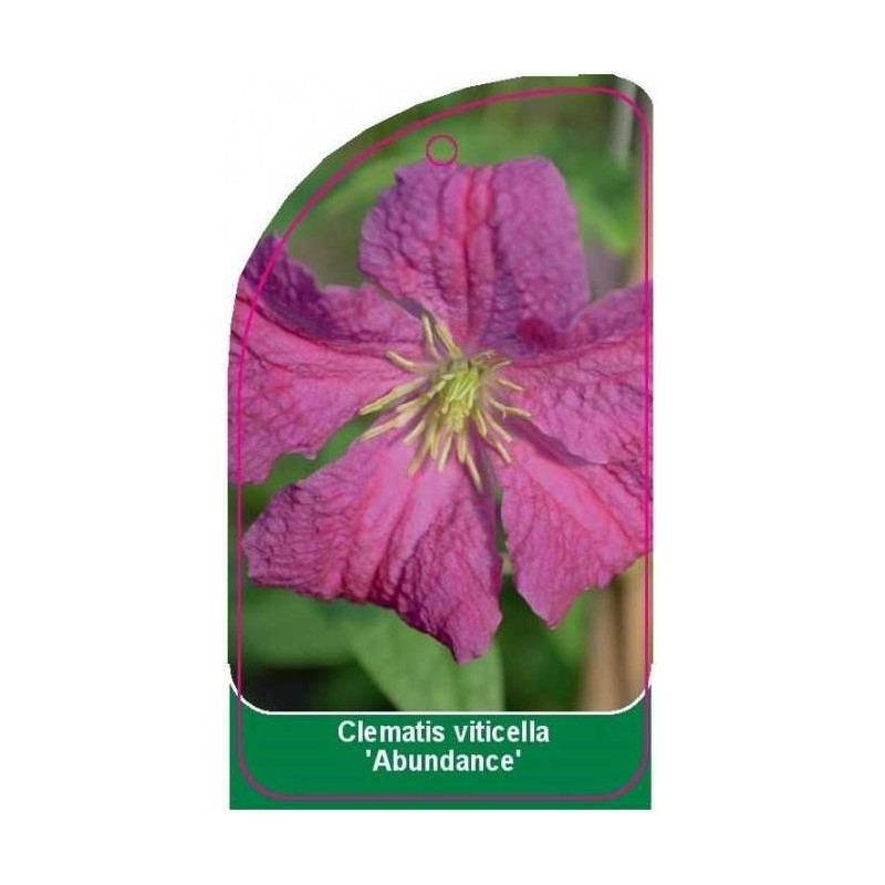 clematis-viticella-abundance-0