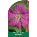 clematis-viticella-abundance-0