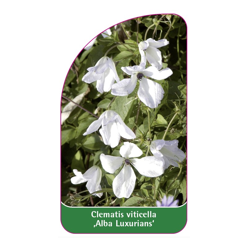 clematis-viticella-alba-luxurians-0